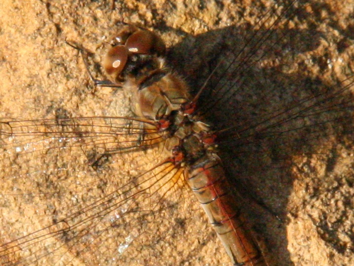identificazione